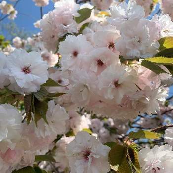 *牡丹桜*の画像 by akiさん | お出かけ先と*牡丹桜*と高槻　三好山