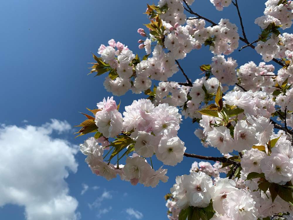 牡丹桜 の投稿画像 By Akiさん 高槻 三好山 21月4月9日 Greensnap グリーンスナップ