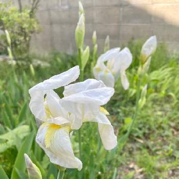 ジャーマンアイリス 白 の投稿画像一覧 Greensnap グリーンスナップ
