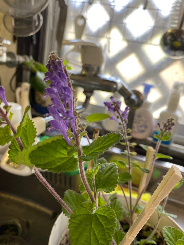 ホタルさんの投稿画像 21月4月9日 Greensnap グリーンスナップ