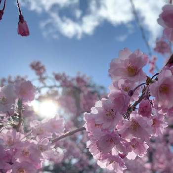 八重枝垂れ桜の画像 by おきょうさん | 八重枝垂れ桜と『2021桜』フォトコンテスト
