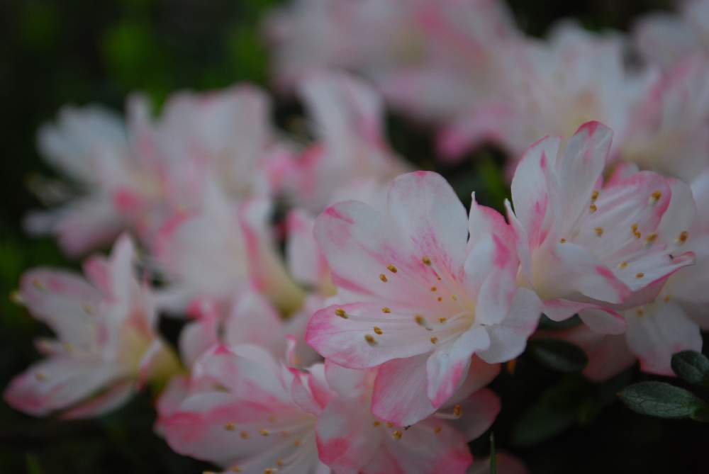 ツツジの投稿画像 By Heathさん ピンク ピンクとツツジ科と白い花と2色の花と地植え 21月4月9日 Greensnap グリーンスナップ