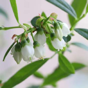 ブルーベリー ピンクレモネードの投稿画像一覧 Greensnap グリーンスナップ