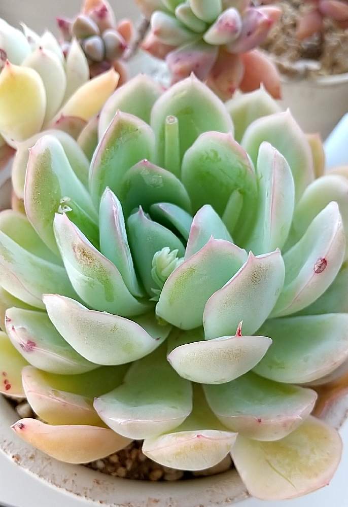 花月夜の投稿画像 By ｙｕ ｙｕさん 窓辺と多肉植物と多肉大好きと多肉のある暮らしとエケベリア 属と多肉植物に癒されると多肉植物と多肉大好きと多肉のある暮らしとエケベリア属と多肉植物に癒される 21月4月9日 Greensnap グリーンスナップ Greensnap