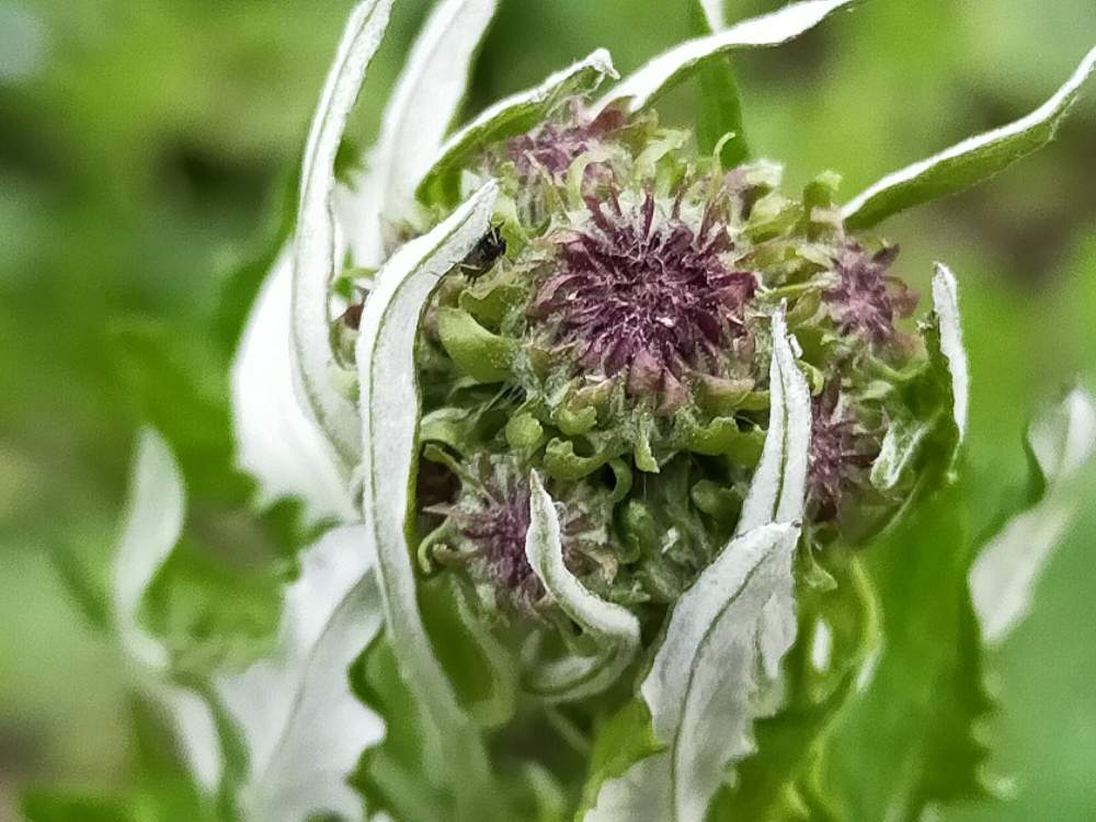 雑草の投稿画像 By 球根の中にはさん キツネアザミ属と金曜日の蕾たち 21月4月9日 Greensnap グリーンスナップ