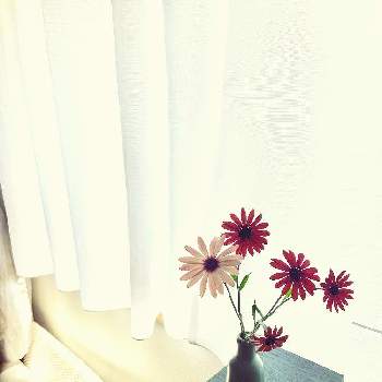 花摘みの画像 by もりすけさん | 窓辺とオステオスペルマムと春のリビングフラワーフォトコンと花瓶とお花摘みと花摘みとガーデニングと癒やしを❢とインテリアグリーン