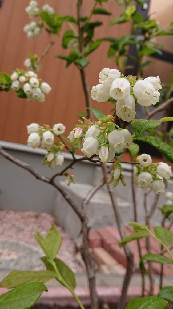 ブルーベリーの投稿画像 By Sumi さん 花壇と庭のブルーベリーとおうち園芸と花のある暮らしとかわいいと白い花と心癒す 21月4月9日 Greensnap グリーンスナップ