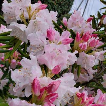 花癒しの画像 by momoさん | 小さな庭と今日の私の写真と花のある日常と我が家の庭と花好きとシャクナゲ♡と花のある暮らしと花癒し