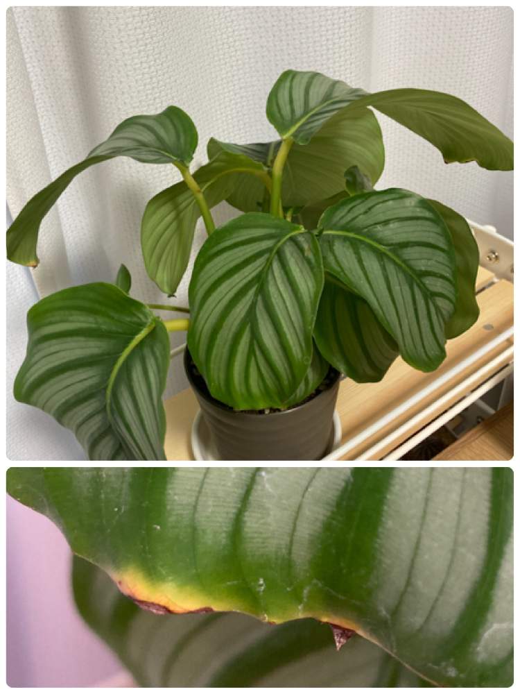 カラテア オルビフォリアの投稿画像 By Necoさん 窓辺と植物と暮らすと花と観葉植物とカラテア大好きとおうち園芸と植物と暮らすと花と観葉植物と カラテア大好きとおうち園芸 21月4月9日 Greensnap グリーンスナップ Greensnap グリーンスナップ