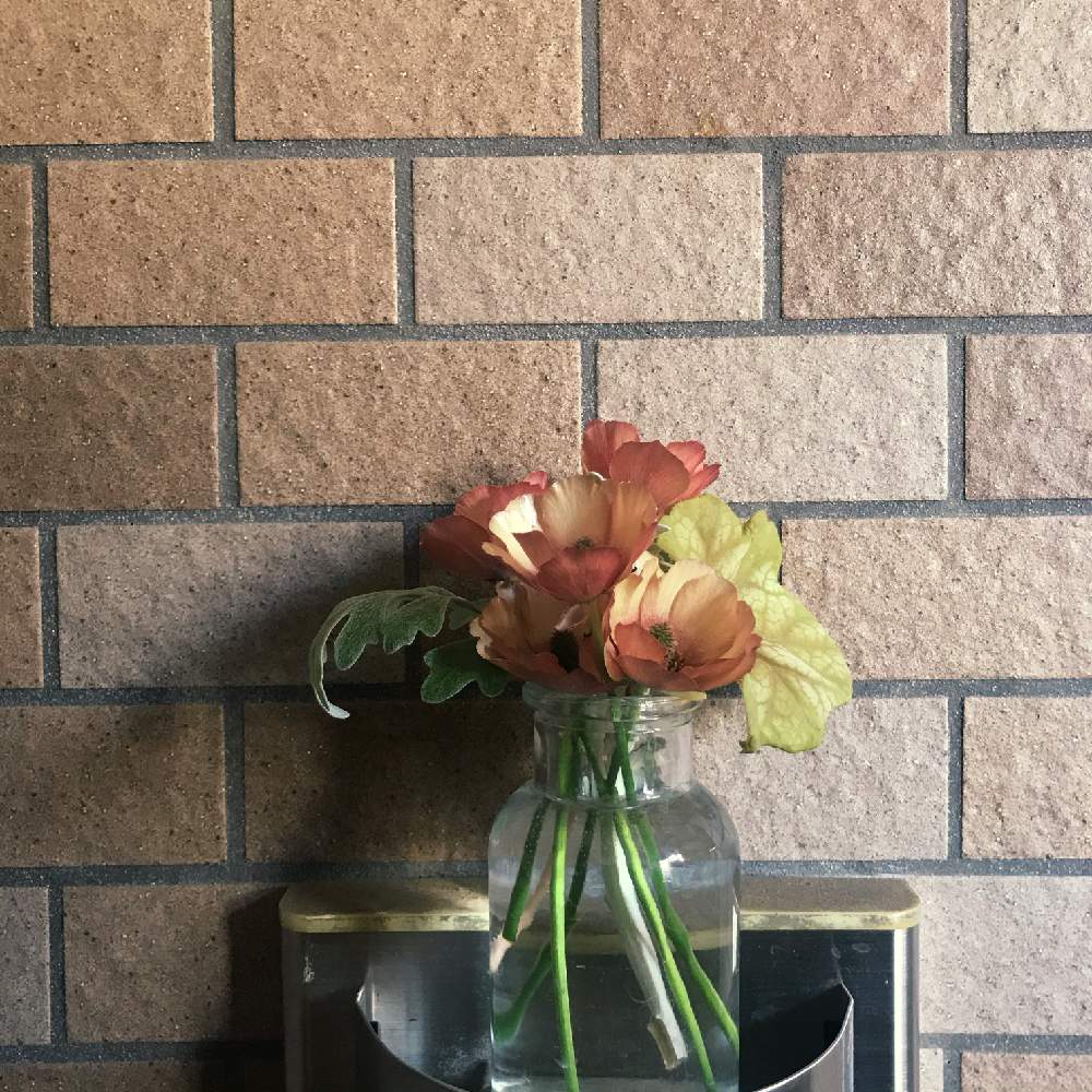 シロタエギクの投稿画像 By Chiemさん ヒューケラとラナンキュラス ラックス ウラノスと切り花と庭の花でアレンジとマンション住まい 21月4月9日 Greensnap グリーンスナップ