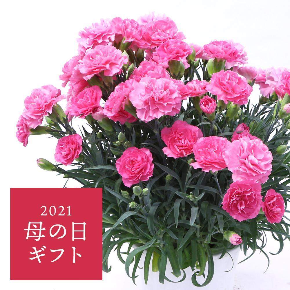 植物のある暮らしの投稿画像 By Greensnapstore公式さん 母の日プレゼントとおすすめ商品とgreensnapstoreとおうち園芸と花のある暮らしと母の日 21月4月9日 Greensnap グリーンスナップ