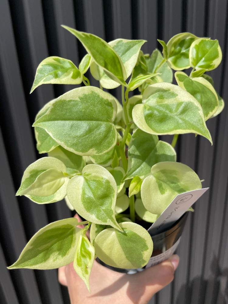 激安正規品 苗 観葉植物 ペペロミア セルペンス 2個セット