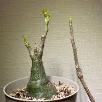 バオバブの育て方 種まきの時期や鉢植え 地植えの方法は Greensnap グリーンスナップ