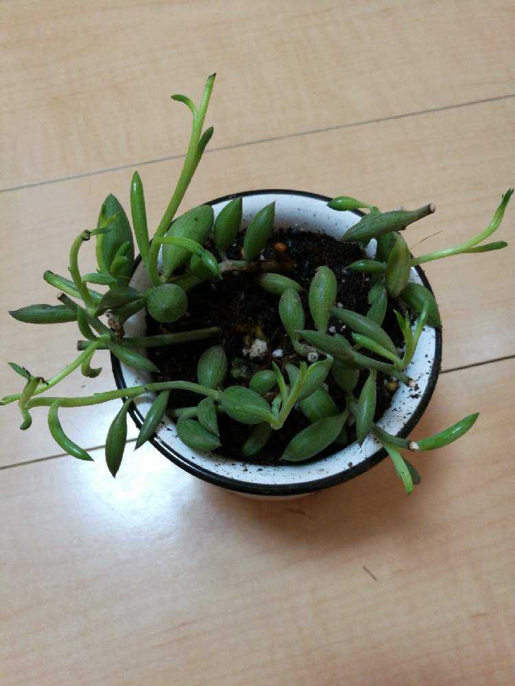 アーモンドネックレス Greensnap グリーンスナップ