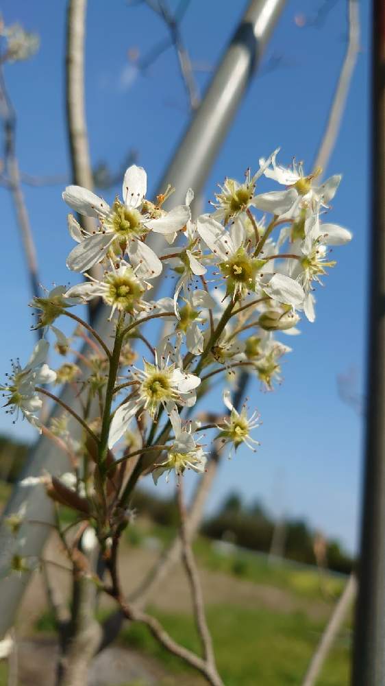 ジューンベリーの投稿画像 By ひまわりさん 21月4月9日 Greensnap グリーンスナップ