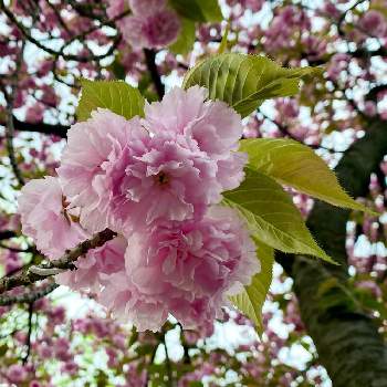 八重桜 関山の投稿画像一覧 Greensnap グリーンスナップ