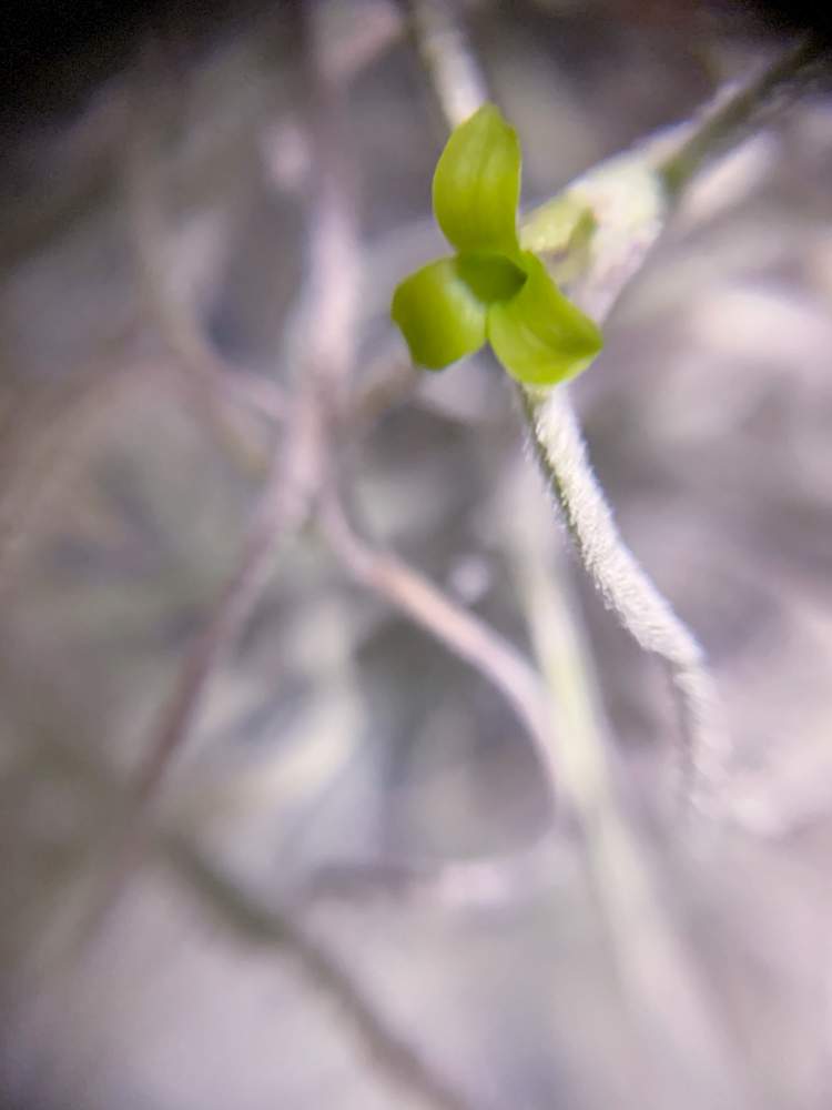 チランジア ウスネオイデスの投稿画像 By Thedeko8さん チラ沼と開花とチランジア初心者とビザール プランツと癒しと今日のチランジアとブロメリア科とled植物育成ライトとおうち園芸と徒然なるままにとチランジア属と今日のブロメリアとマライカbazaar出身と