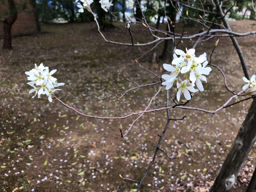 ジューンベリーの投稿画像 By ミーナさん 21月4月9日 Greensnap グリーンスナップ