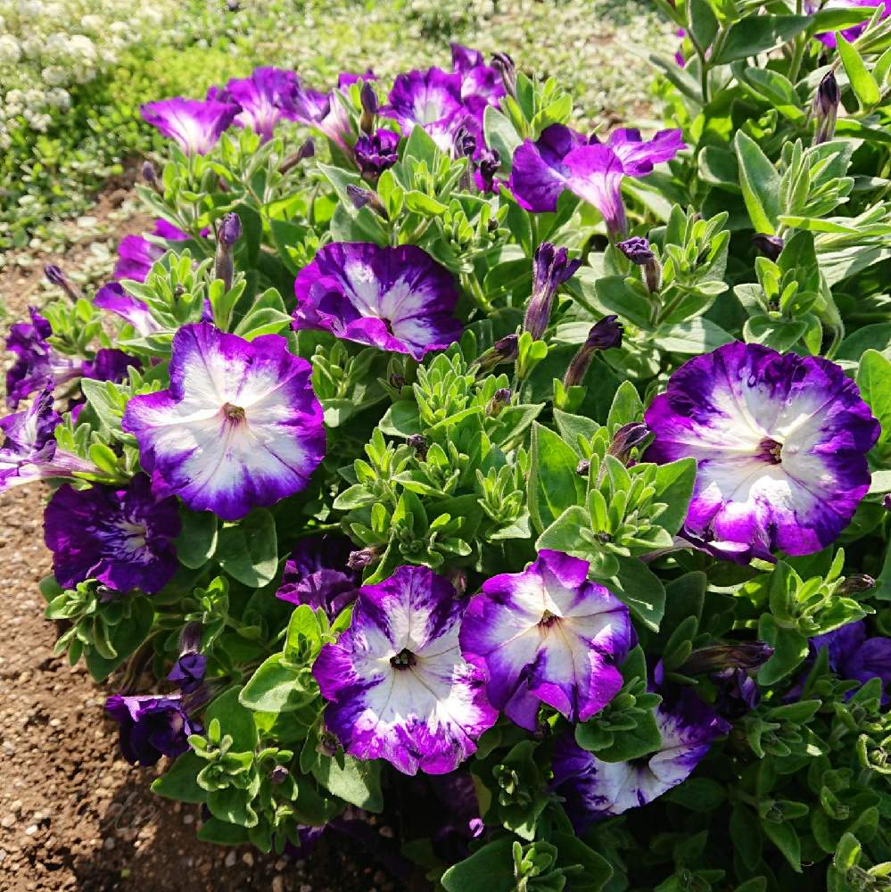 ペチュニアの投稿画像 By Hideさん 今日のペチュニアと冬越しと職場とガーデニングと花のある暮らしと地植えと咲いた 21月4月9日 Greensnap グリーンスナップ