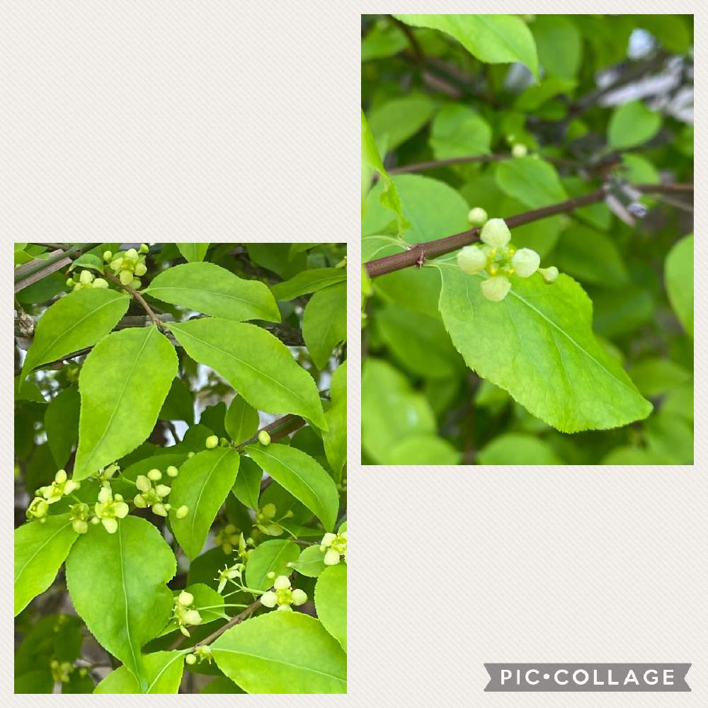 ニシキギ科の投稿画像 By K A P Iさん ニシキギの花と頑張ってるね 21月4月9日 Greensnap グリーンスナップ