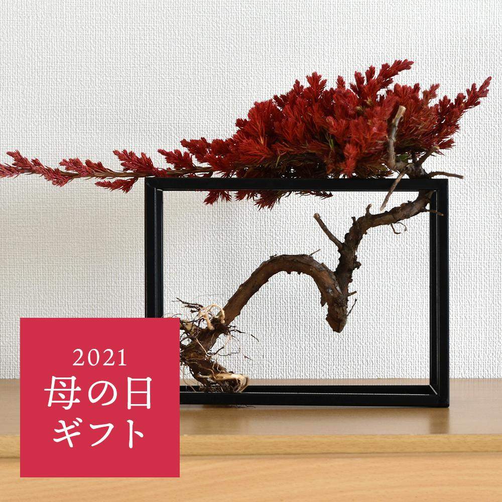 植物のある暮らしの投稿画像 By Greensnapstore公式さん 母の日プレゼントとおすすめ商品とgreensnapstoreとおうち園芸と花の ある暮らしと母の日 21月4月9日 Greensnap グリーンスナップ