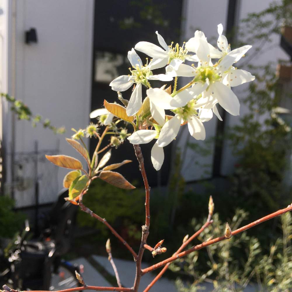 ジューンベリーの投稿画像 By とだゆさん 21月4月9日 Greensnap グリーンスナップ