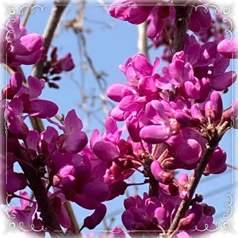 ハナズオウの投稿画像 By セスさん 春のお花とピンクの花と花木と紫色の花とピンクのはな 21月4月9日 Greensnap グリーンスナップ