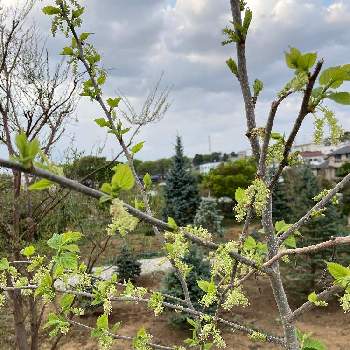 桑の木の投稿画像一覧 Greensnap グリーンスナップ