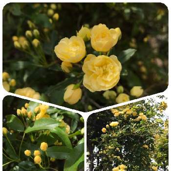 母の思い出の画像 by 花華さん | 小さな庭と黄花モッコウバラとありがとう❤️とお気に入り♡と可愛いと挿し木から成長と母の思い出