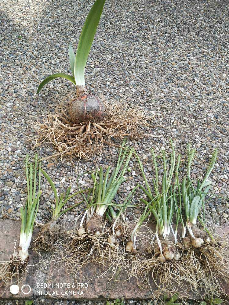 球根 ムスカリ アマリリス地植えから掘り起こすよ Greensnap グリーンスナップ