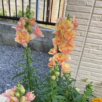 キンギョソウ 金魚草 の育て方 種まきの時期や切り戻しの方法は Greensnap グリーンスナップ