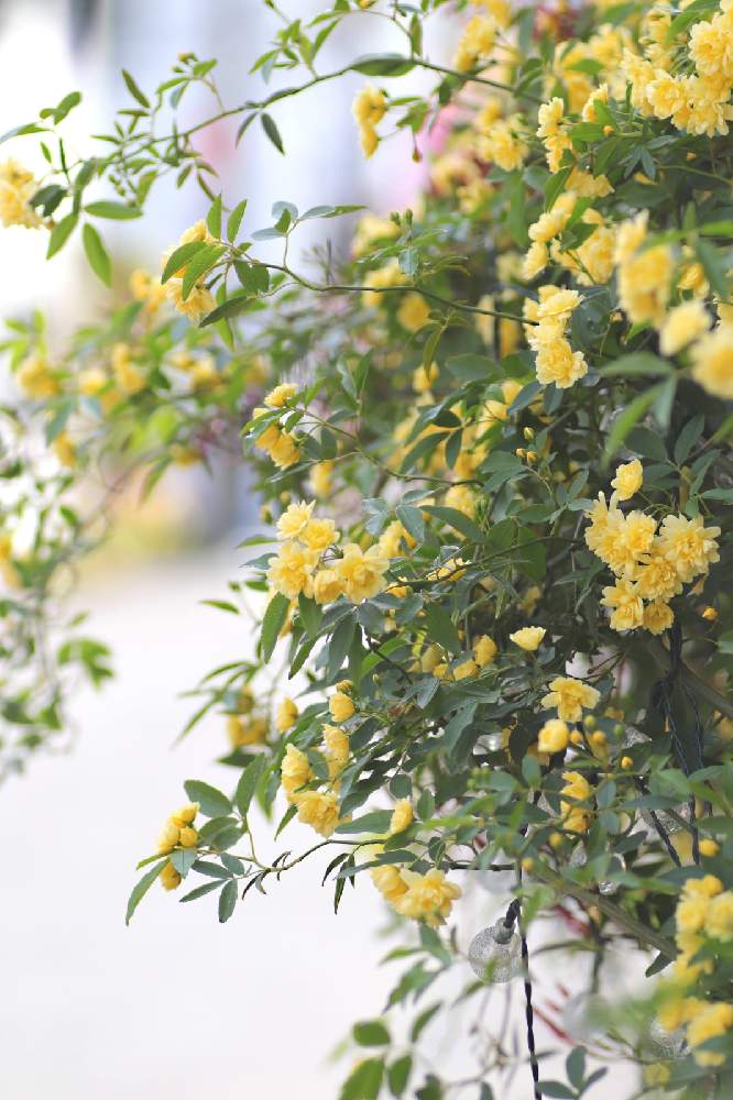 モッコウバラの投稿画像 By 葉っぱ さん 私の花の写真とかわいいピンク色 と一眼レフと春の訪れとおうち園芸とはなのある暮らしと我が家の花壇と花のある暮らしとボケフォトファン 21月4月10日 Greensnap グリーンスナップ