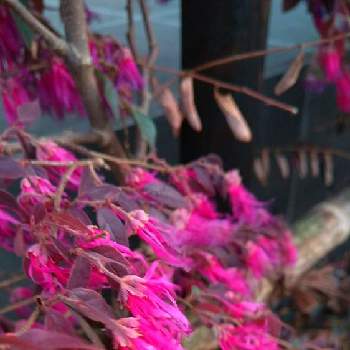 トキワマンサクの花の画像 by かずさん | お出かけ先と散歩とトキワマンサクの花