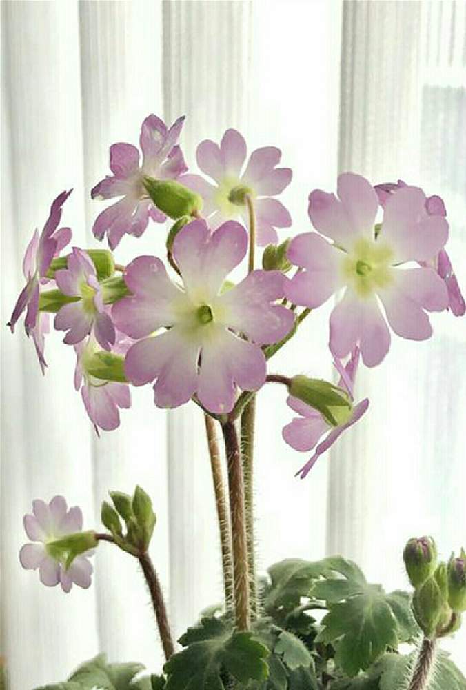 部屋の投稿画像 By 雅さん 綺麗なお花と鉢植えとガーデニングと花のある暮らしと草花大好きと綺麗なお花と鉢植えとガーデニングと花のある暮らしと草花大好き 21月4月10日 Greensnap グリーンスナップ Greensnap グリーンスナップ