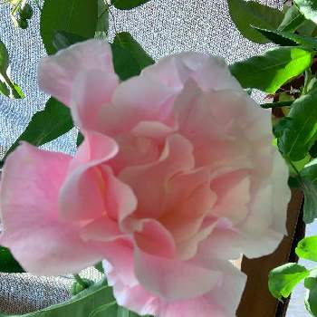 スパニッシュビューティの画像 by taesaiさん | 小さな庭とスパニッシュビューティとばら バラ 薔薇とつるバラとおうち園芸と小さな庭♡と花のある暮らしとバラ・ミニバラとチーム福岡
