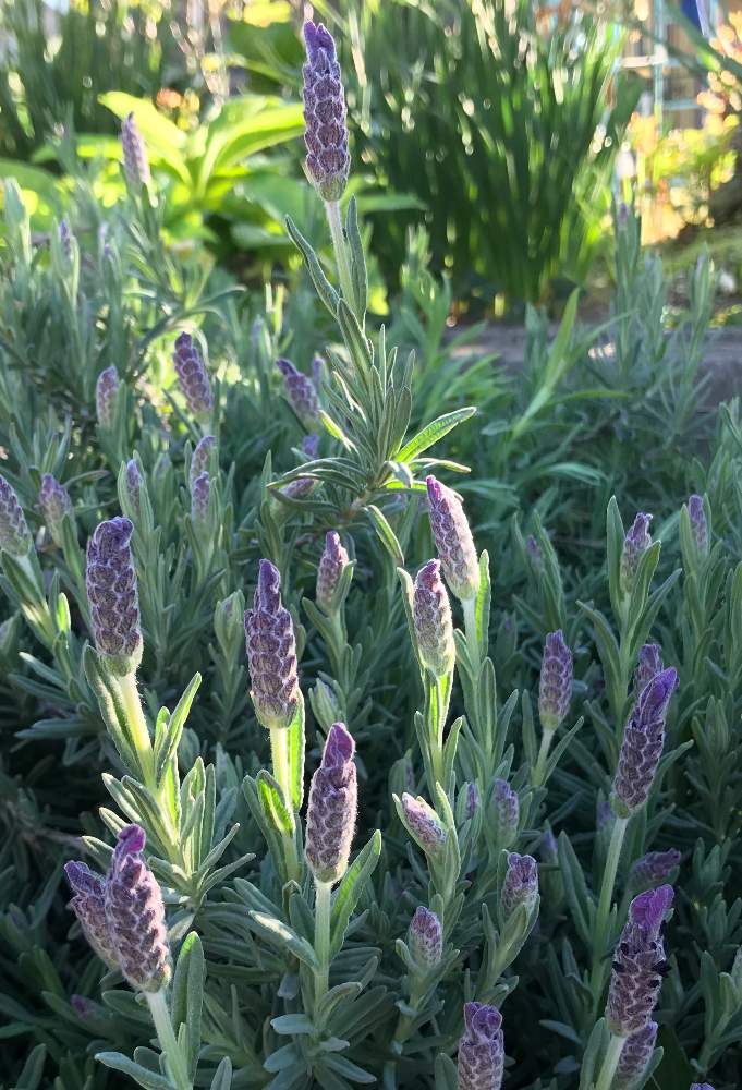 ラベンダーの投稿画像 By ちず子さん 21月4月10日 Greensnap グリーンスナップ