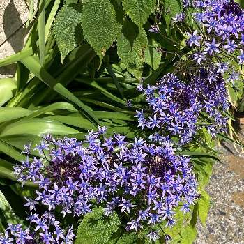 シラー❇︎の画像 by manabeさん | お出かけ先とオオルツボとシラー・ペルビアナ（オオツルボ）と球根植物と青紫の花とキジカクシ科とシラー❇︎