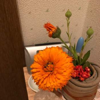 キンセンカの投稿画像一覧 Greensnap グリーンスナップ