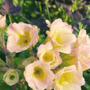 かわいいプリムラの画像 by kororinさん | 玄関とプリムラと咲いた咲いたと淡い色めにキュンキュン♡とかわいいプリムラ