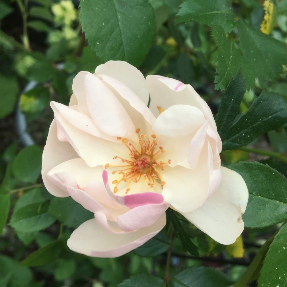 バラ ジャクリーヌデュプレの投稿画像 By Meihoさん バラ 鉢植えとバラ ミニバラとばら バラ 薔薇とバラ ジャクリーヌ デュプレ 21月4月10日 Greensnap グリーンスナップ