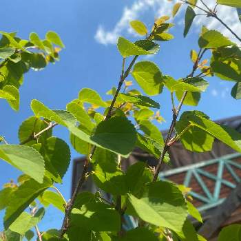 桂の木 の投稿画像一覧 Greensnap グリーンスナップ