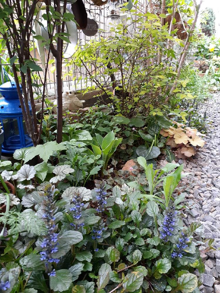 シェードガーデンの投稿画像 By Bluemoonさん 花のある暮らしとおうち園芸 21月4月10日 Greensnap グリーンスナップ