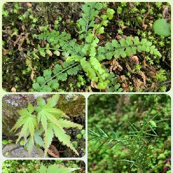 シダの投稿画像一覧 Greensnap グリーンスナップ シダの投稿画像一覧 Greensnap グリーンスナップ