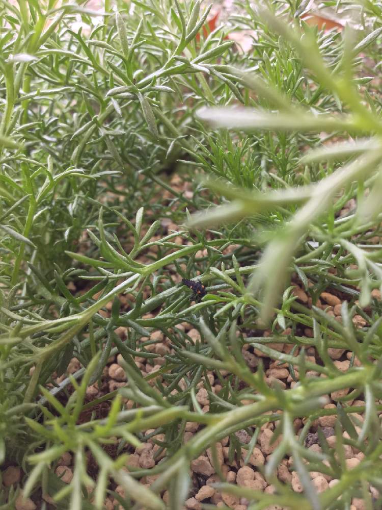 ローマンカモミールの投稿画像 By ハーブ好きピングーさん 益虫と無農薬とてんとう虫と有機栽培とハーブ 21月4月10日 Greensnap グリーンスナップ