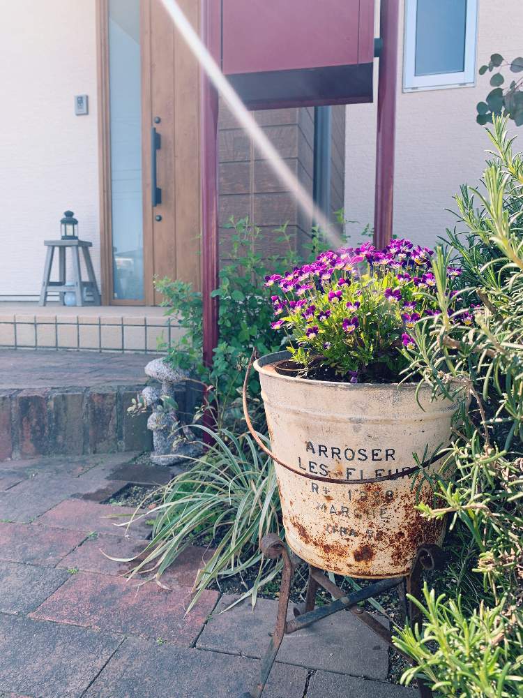 パンジー ビオラの投稿画像 By Komakiさん ビオラ パンジーと寄せ植えと玄関アプローチとガーデニング と花のある暮らしとアプローチと極小輪ビオラとビオラ パンジーと寄せ植えと玄関アプローチとガーデニングと花のある暮らしと極小輪ビオラ 21月4月10日