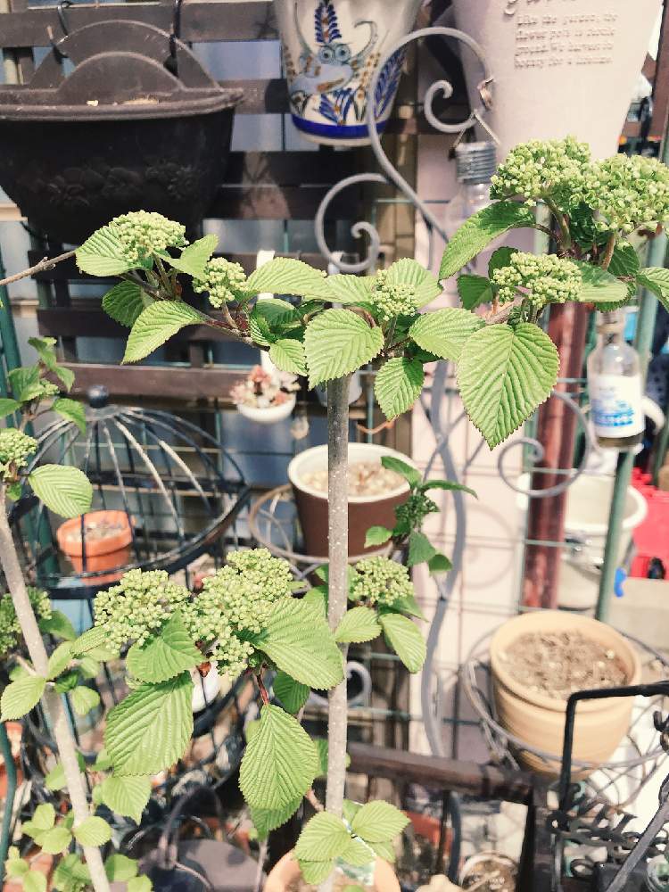 オオデマリの投稿画像 By Hmskr0319さん 21月4月10日 Greensnap グリーンスナップ