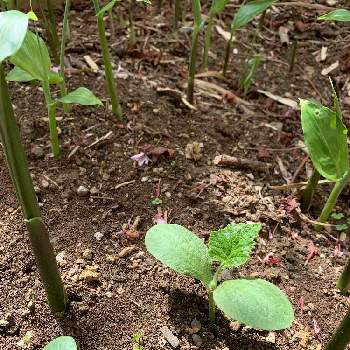 ミョウガ 茗荷 の投稿画像一覧 Greensnap グリーンスナップ