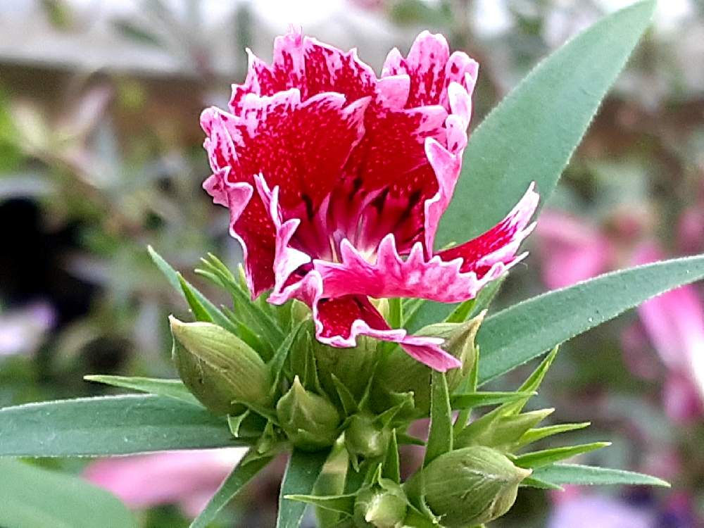 スマホ撮影の投稿画像 By さくら貝さん なでしこ と 季節の花を生ける と季節の花と花びらとお花 21月4月10日 Greensnap グリーンスナップ