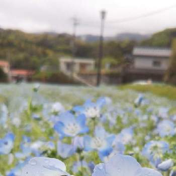 雨宿りの画像 by beautiful treeさん | お出かけ先とネモフィラと雨上がりと一面の花とホッとするとはち♡と鹿児島県とほっこり♡と青い花とはるが来た！と雨宿りと綺麗と癒されるといやし♪