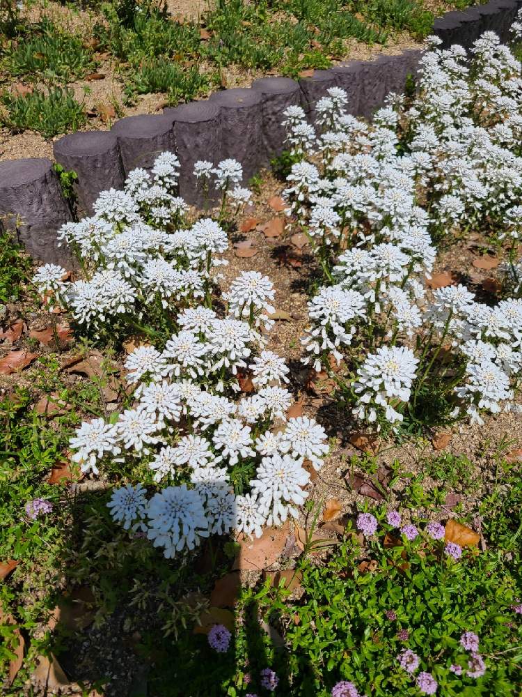 イベリスの投稿画像 By まおさん 21月4月10日 Greensnap グリーンスナップ